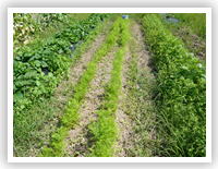 ���i�C���[�W3