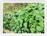 ���i�C���[�W3