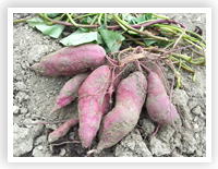 ���i�C���[�W4